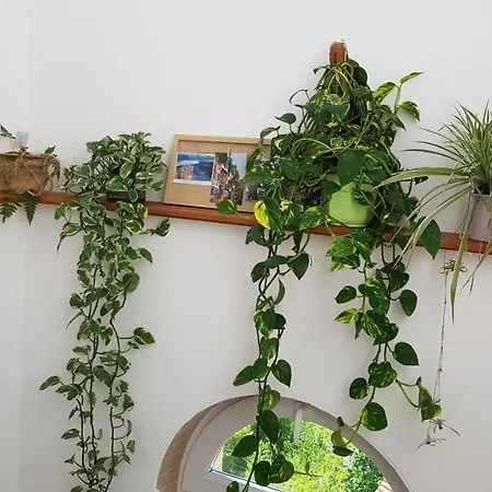 Aquarius Vendeghaz Gasthuis